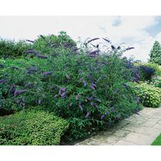 Buske Syrenbuddleja/Fjärilsbuske Ljusblå 3-Pack