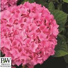 Havehortensia 'Sweet Cupcake`PW