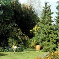 Gran Serbisk (Picea omorika) 100-130 cm