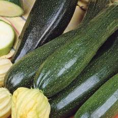 Courgette /squash /zucchini Black Beauty, frø