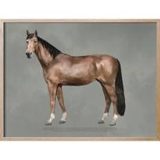 Kunskapstavlan® Anatomy Of The Horse Plakat 30x40 Cm - Plakater Papir - 8482