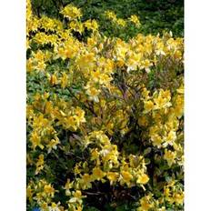 RHODODENDRON LUTEUM