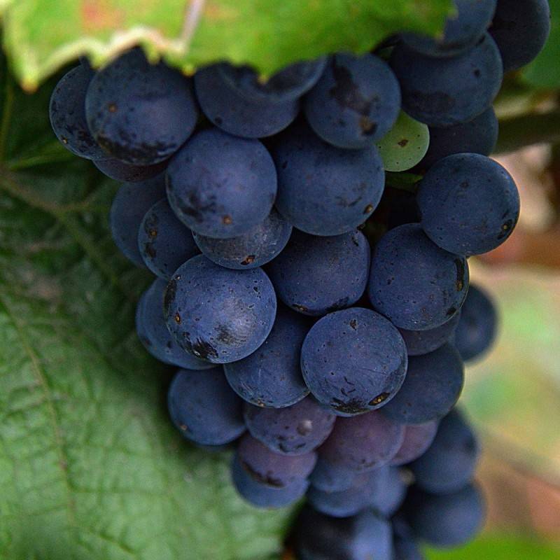 Vindrue Venus (Kernefattig) 175-200 cm. - Vitis Venus.