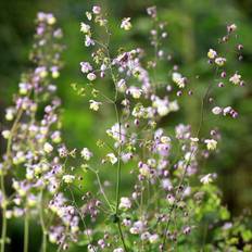 Violfrøstjerne (Thalictrum delavayi) Potte 1 L