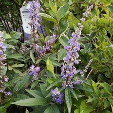 Kyskhedstræ 25-50 cm. - Vitex agnus-castus