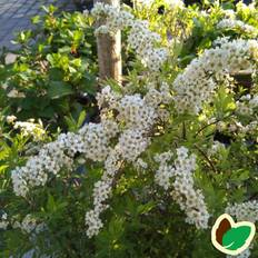 Snedrivebusk Grefsheim 30-60 cm. - Spiraea cinerea Grefsheim