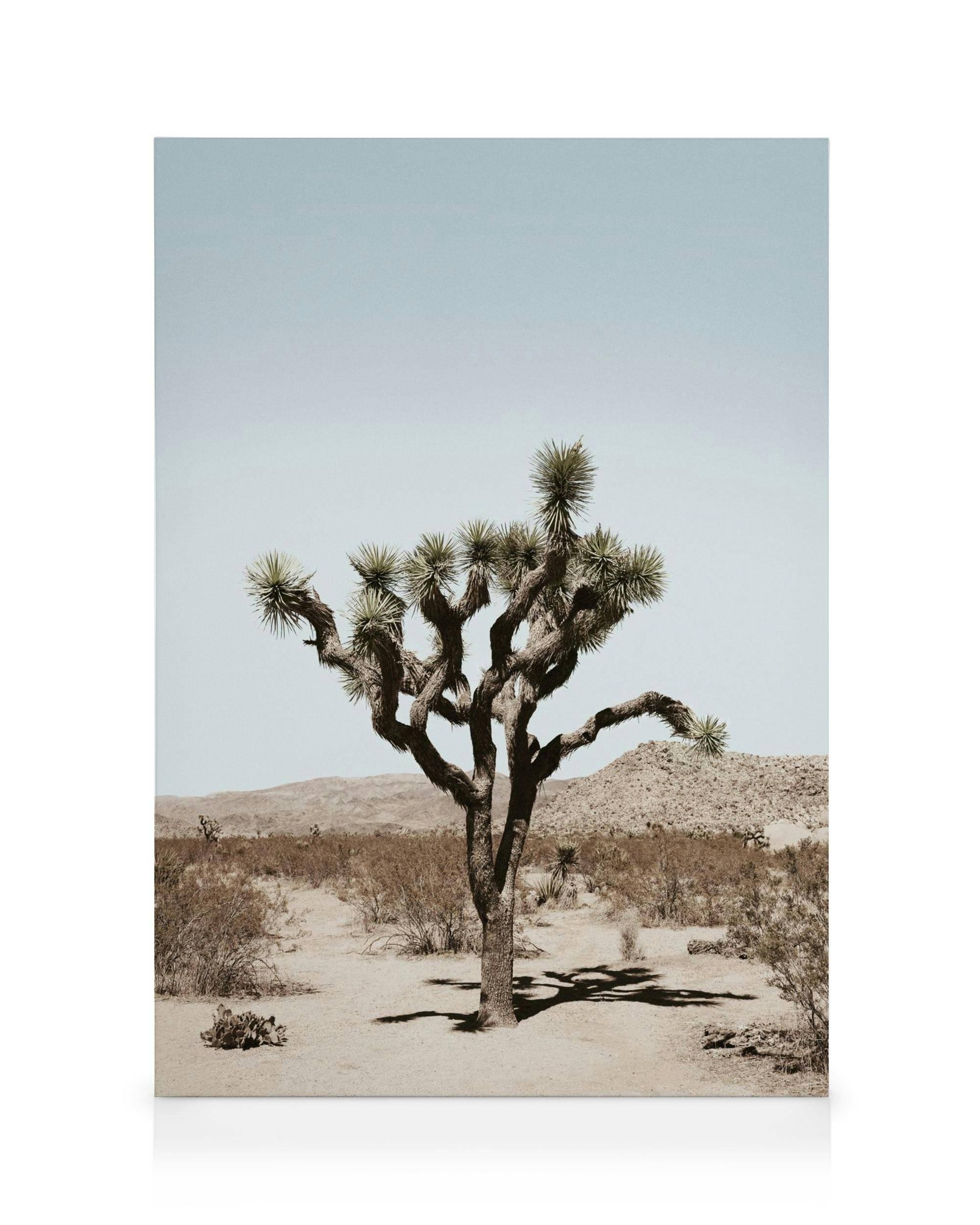 Canvastavlor Joshua Tree Palm Canvastavla (50x70 cm - Svart ram)