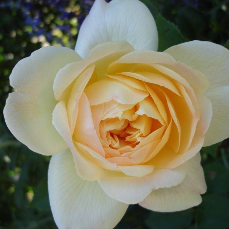 Rose So much love - Slyngrose Plant'n Relax / Barrods.