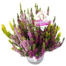 Efterårslyng, Calluna High Five, Ø11,5 cm (På lager i butik)
