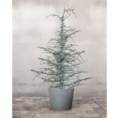 Blå Atlasceder Cedrus 'Glauca' - 200-220 cm - Greenify Udendørskrukke / Ingen farve / Nej