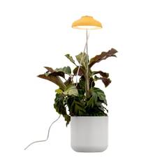 AIRAM Iris Plantebelysning 5W Dæmp med touch Gul 9610534