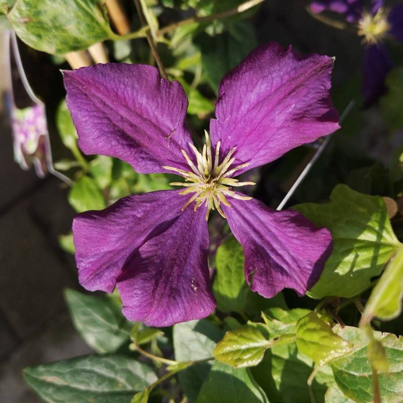 Klematis Etoile Violette 150-175 cm. - Clematis viticella Etoile Violette.