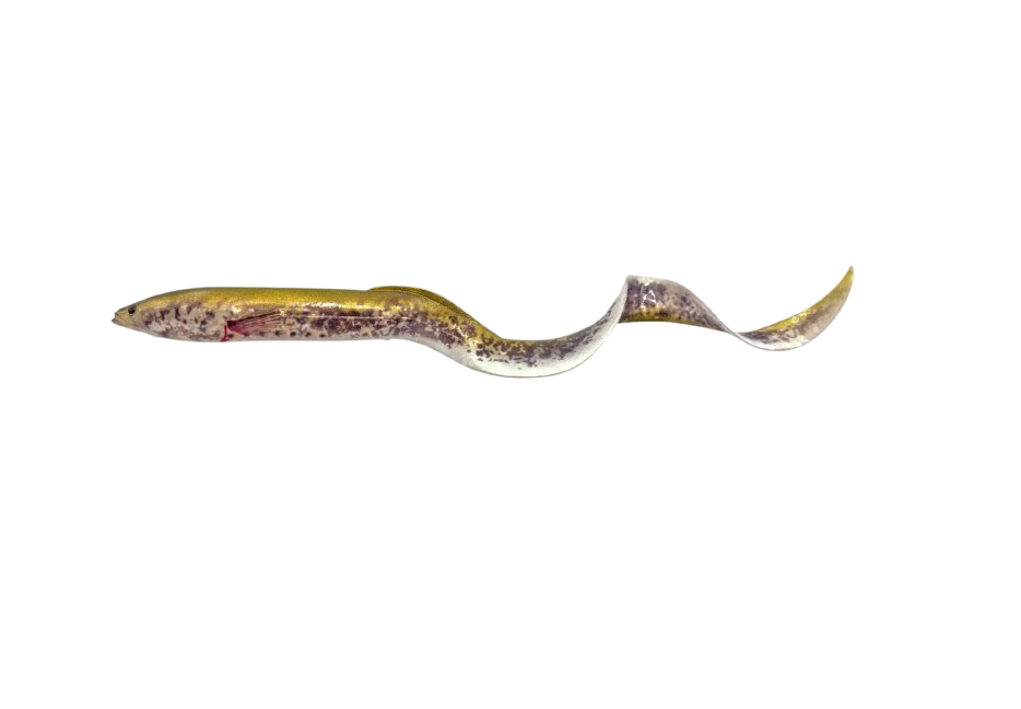 Savage Gear 3D Real Eel 40CM 147G Green Lamprey.