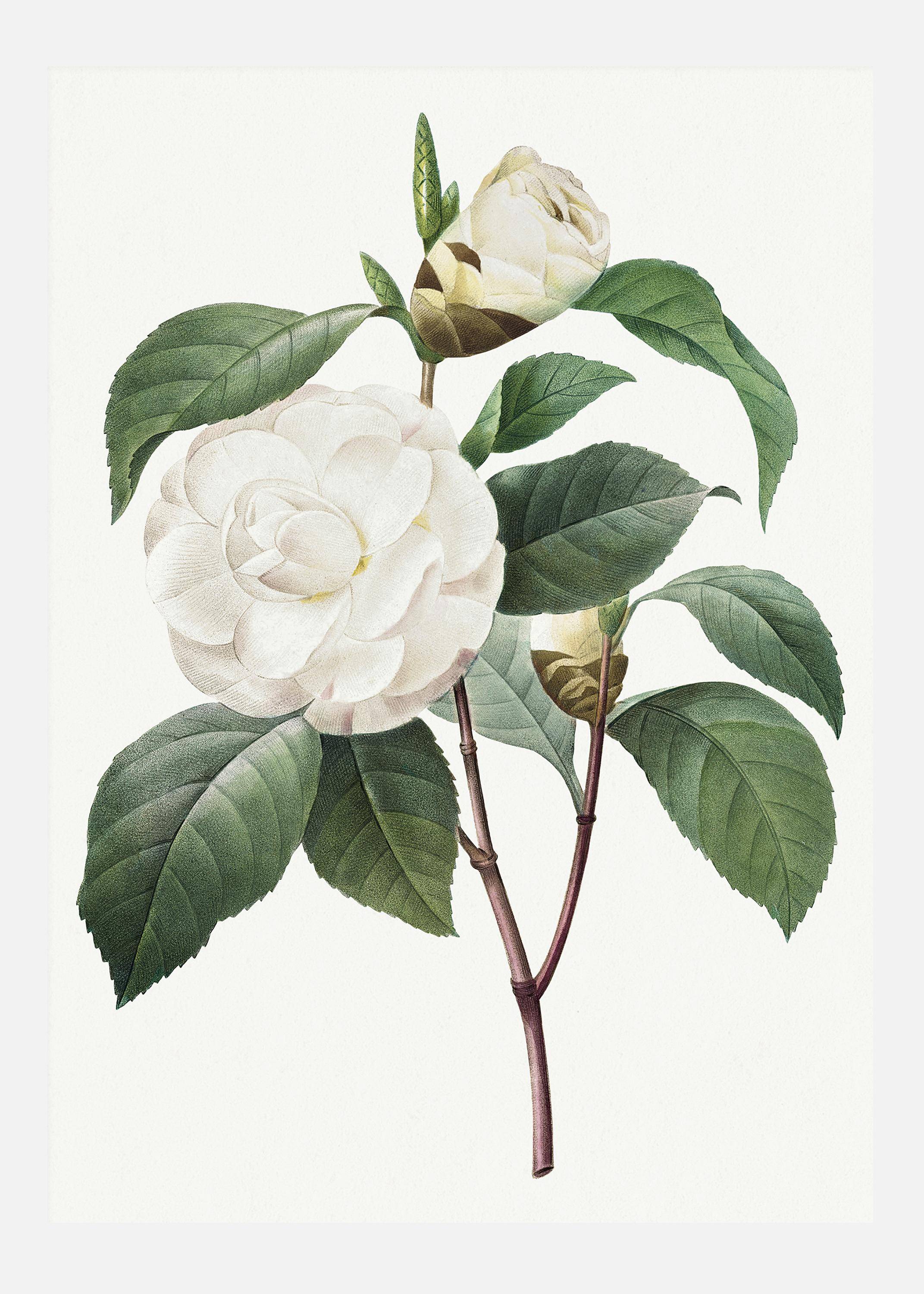 White Rose Canvastavla (30x40 cm)