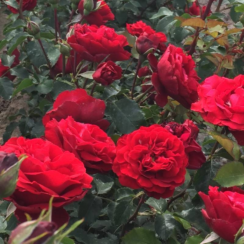Rose Crazy in Love Red - Klatrerose / Barrods.