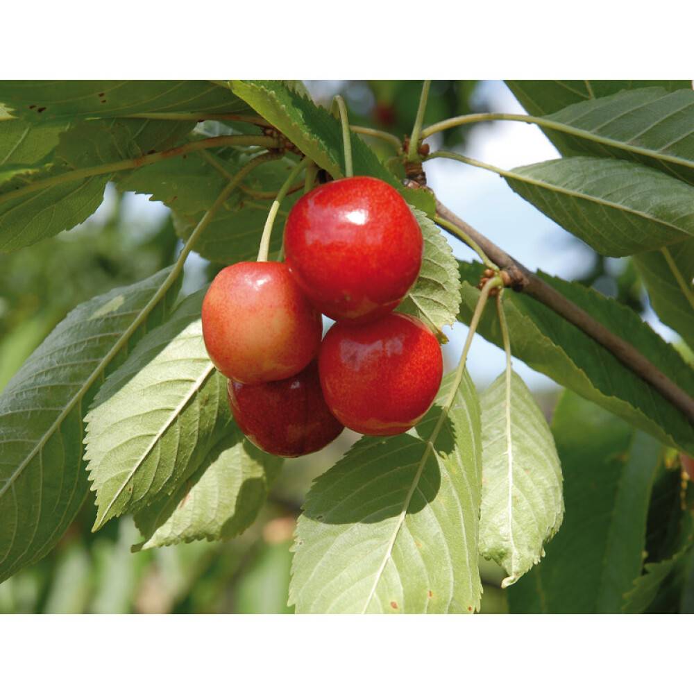KÖRSBÄRSTRÄD SVAGVÄXANDE MERTON GLORY 150-200CM MED UPPBINDNING