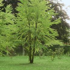 Hjertetræ, Cercidiphyllum japonicum, 5 liter potte