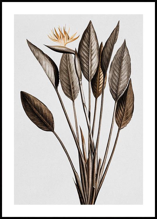 Vintage Bird of Paradise Poster (70x100cm) - Plakater > Vintage Posters, Botaniska Posters, BD