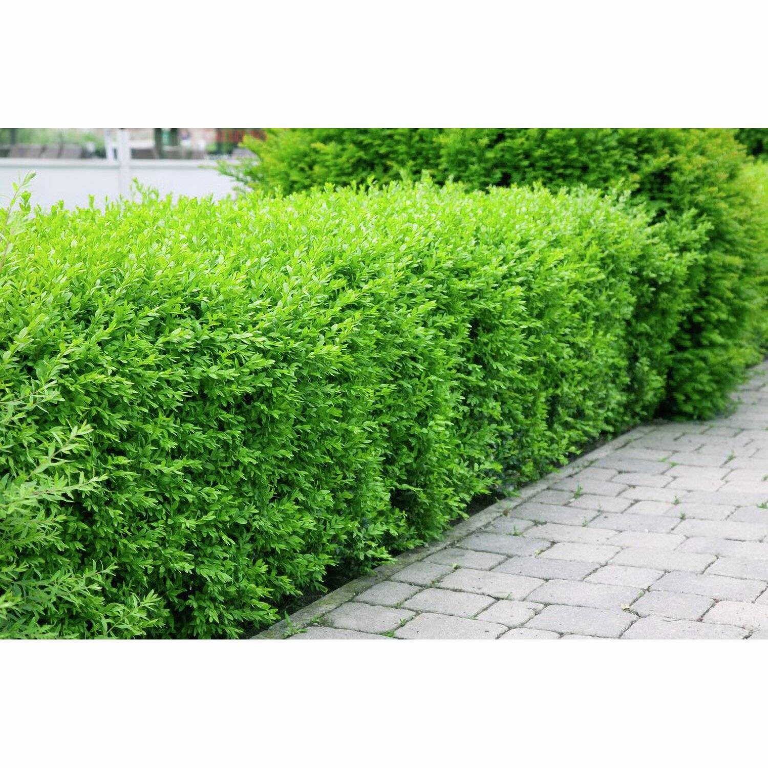 Vintergrön liguster 'Atrovirens' 40–60cm krukodlad - GRÖN, 100-PACK