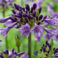 Skærmlilje (Agapanthus 'Poppin Purple') Potte 3 L