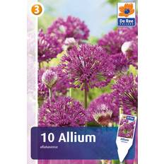 DeRee Allium Aflatunense