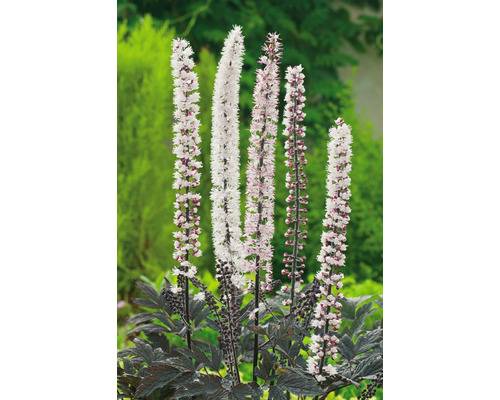 Höstsilverax OMNIA GARDEN Actaea simplex 'Pink Spike' 4-pack