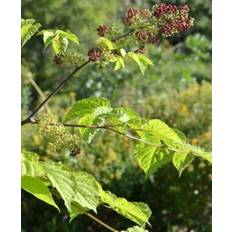 Aralie- Aralia chinensis – Fandens spadserestok frø