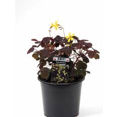 Rød skovsyre (Oxalis vulcanicola 'Rosea') Potte 10 cm