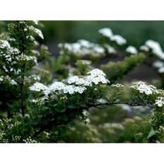Spiræa 'Snowmound'