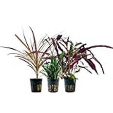 AquaOne Terrarieväxter I 3 x terrarieväxter I levande paludariumväxter I Dracaena marginata red Hemygraphis Exotica Ophiopogon Kyoto I Regnskog terrascaping