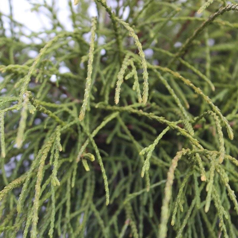 Thuja (Thuja Occidentalis 'Filiformis') Opstammet 100 cm