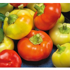 Chili 'Ilika'