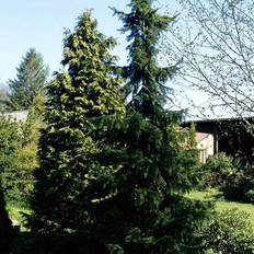 Gran Serbisk (Picea omorika) 170-200 cm med klump/potte