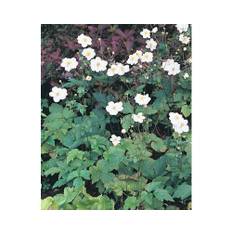 Höstanemon OMNIA GARDEN Anemone x hybrida 'Honorine Jobert' 10-pack