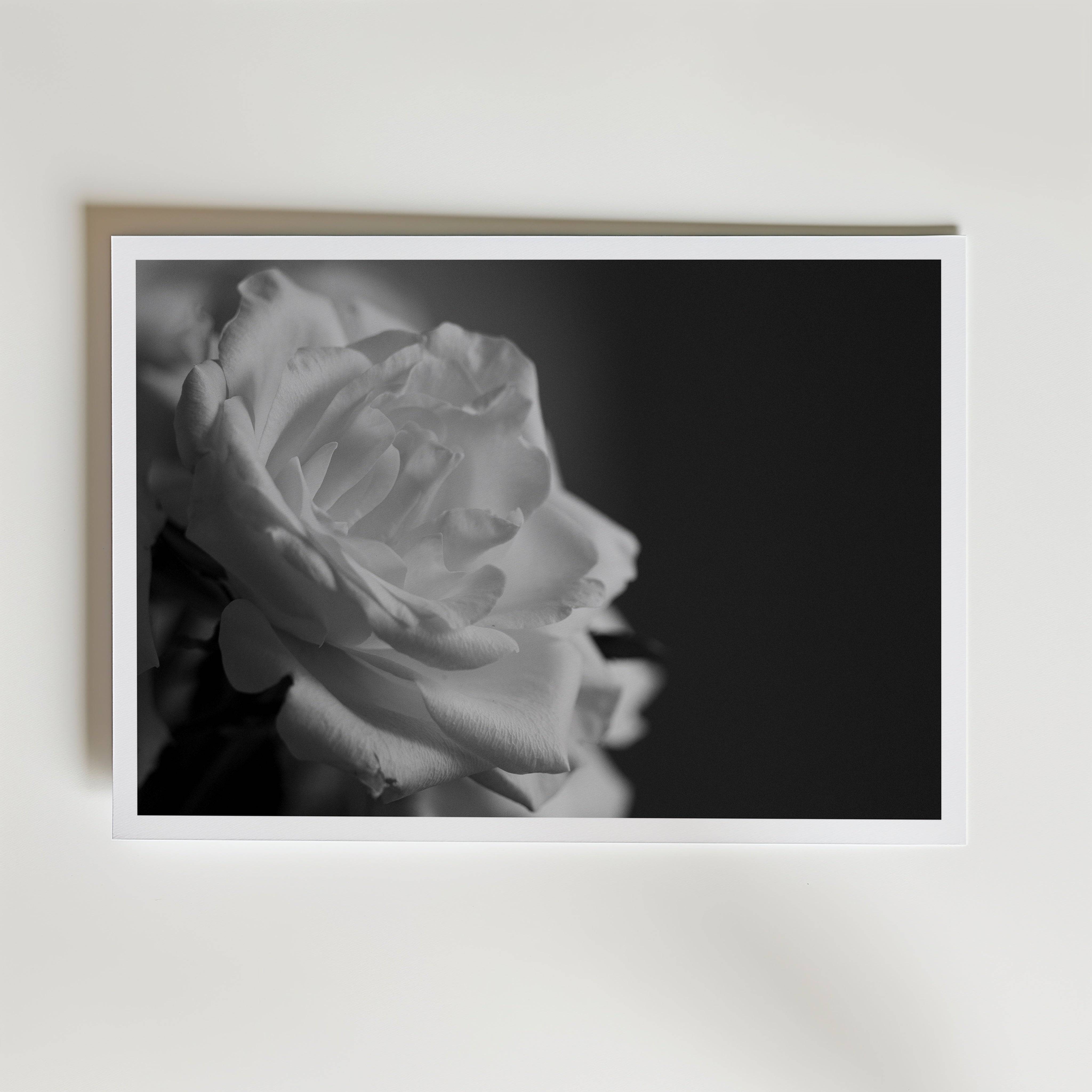 A Scent Of A Rose Poster - Fine Art Poster 100x140 cm