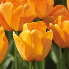 Tulipan 'Daydream' - Darwin tulipaner - Orange - 8 løg