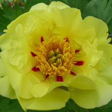 Træpæon (Paeonia Rockii-Flare 'Souvenir de Lothar Parlasca) Potte 7 L