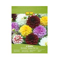 Blomsterlökar FLORASELF Dahlia 'Decorative Fantasy City-mix' 4st
