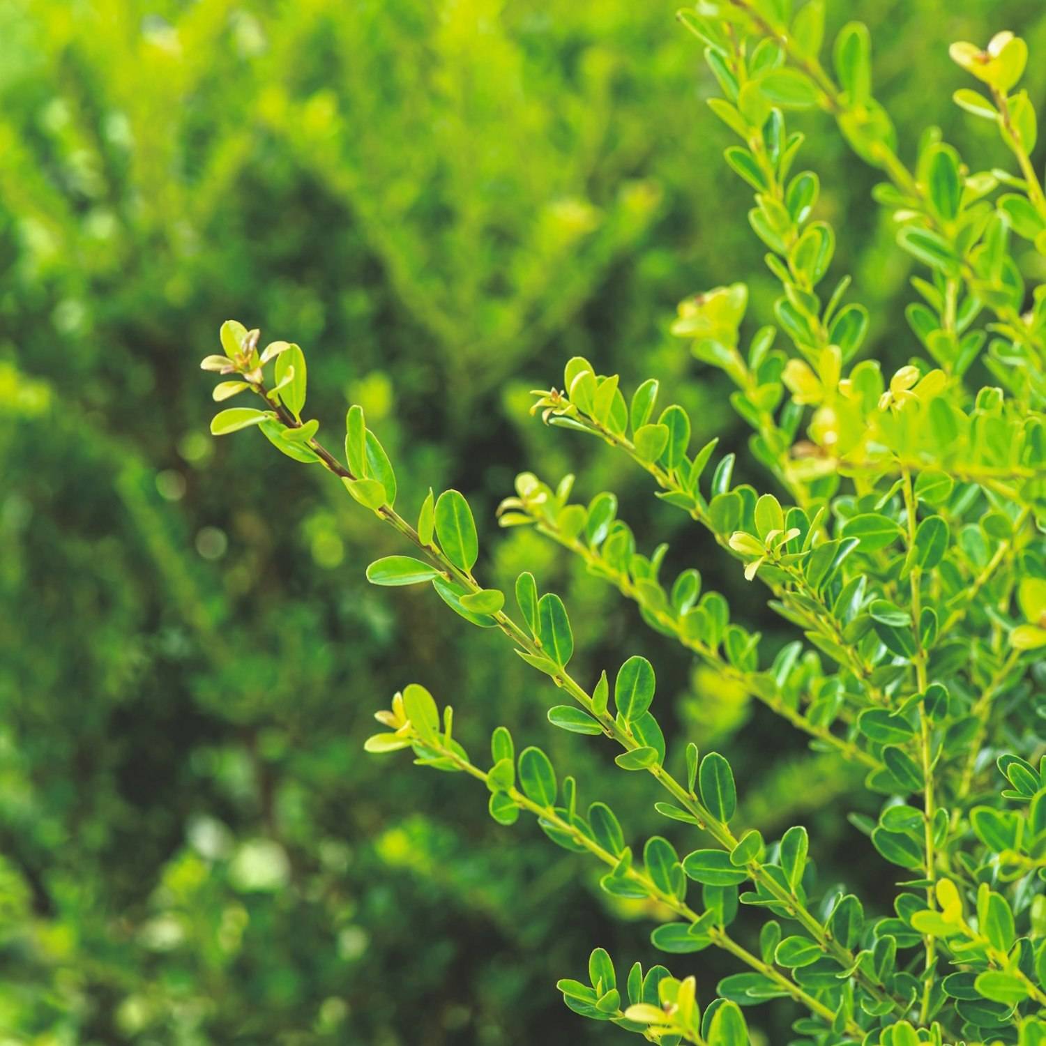 Häck Omnia Garden Japansk Järnek Green Hedge 10-Pack