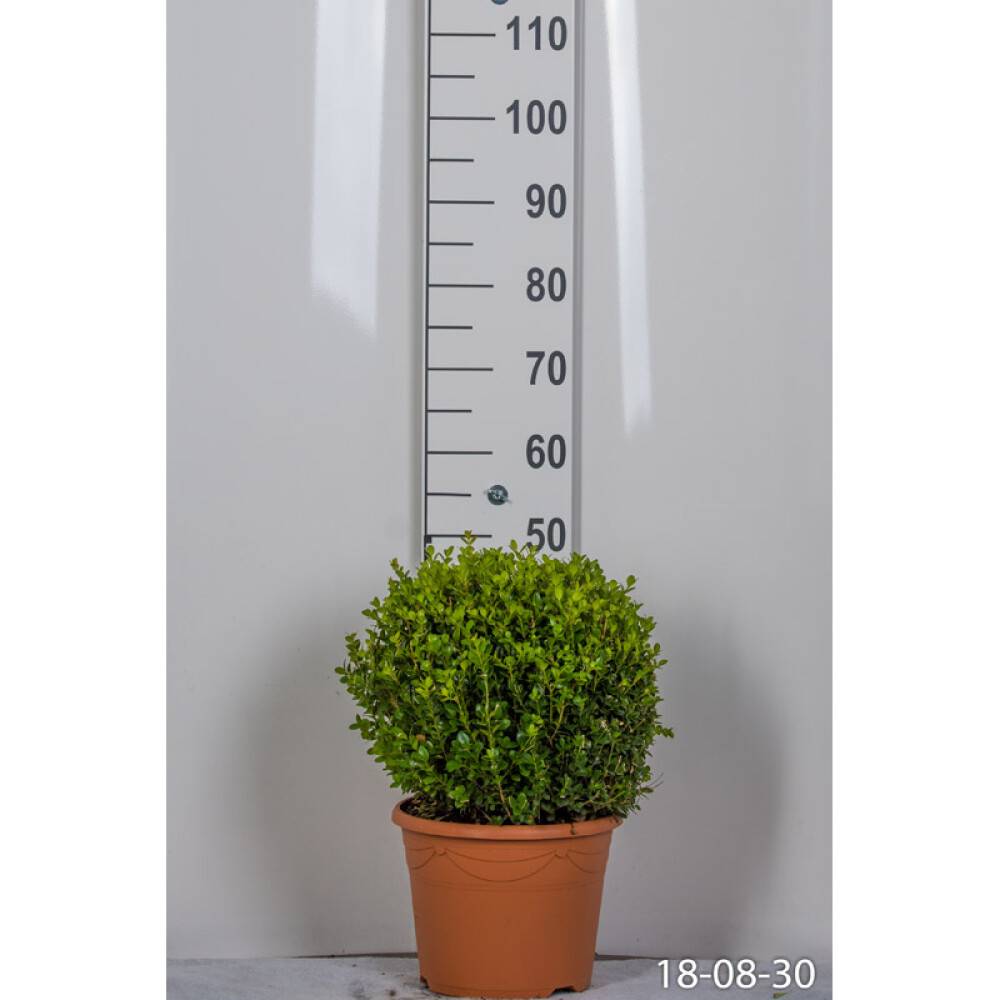 HÄCK SMÅBLADIG BUXBOM Ø30-35CM 5-PACK