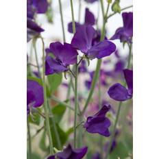 Ærteblomst 'Royal Navy Blue' (frø)