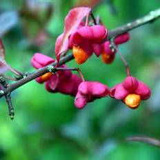 Benved (Euonymus europaeus 'Red Cascade') 90-120 cm Enstammet