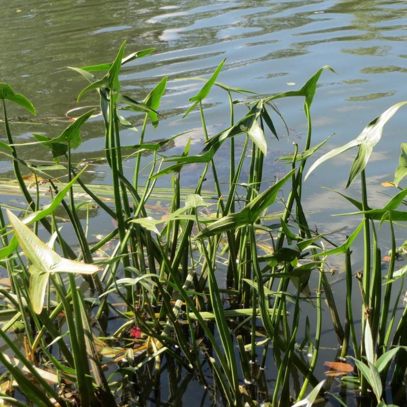 Pilblad - Sagittaria sagittifolia.
