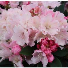 Inkarho Rododendron
