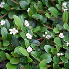 Dværgmispel Rami - Cotoneaster dammeri Rami