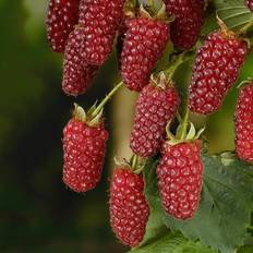 Rubus (björnbärshallon) "Tayberry", 10-pack