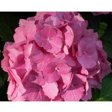 Hydrangea Dorthea ® 5 L Potte