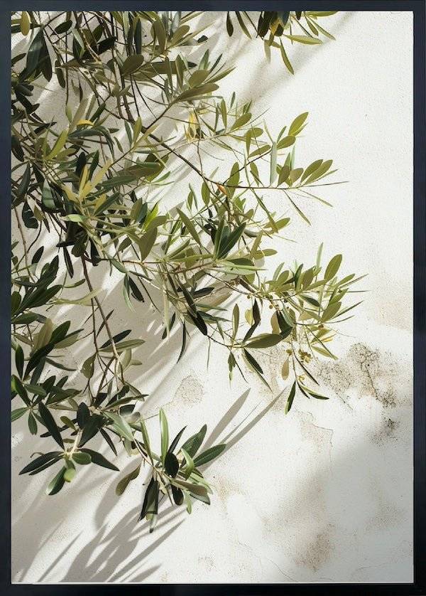 Tuscany Olive Tree Poster - 30x40 cm / 12x16″
