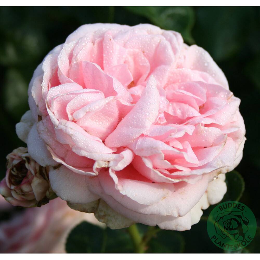 KLÄTTERROS GIARDINA BARROT ROSA