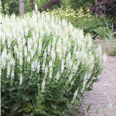 Stäppsalvia Schneehügel / Snowhill, perenner Barrotade perenner (rötter)